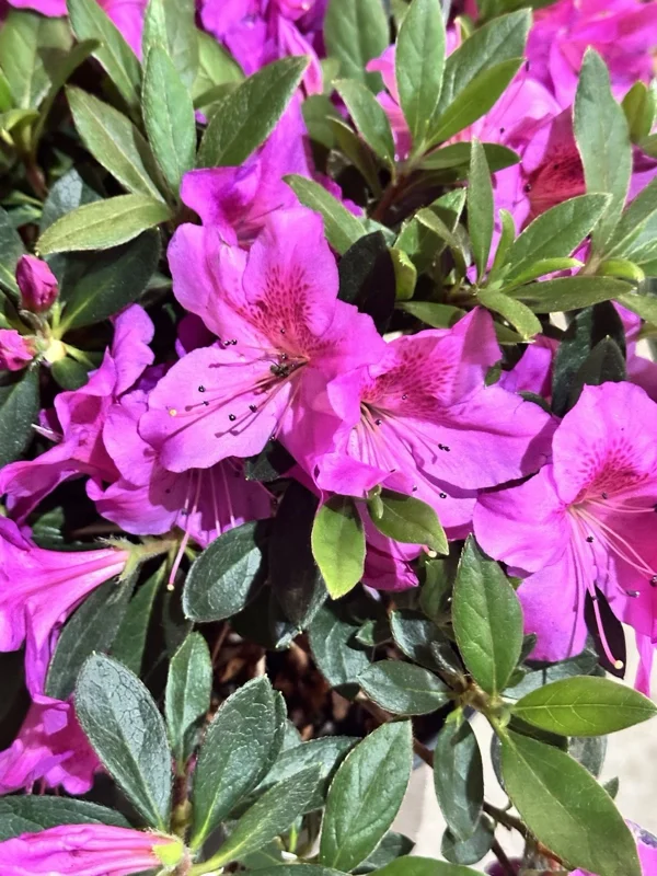 Formosa Azalea Lavender Live Plant Cuttings – 3 Count, 6 Inch Bush, Purple Flowers, Outdoor Shrub - Image 2