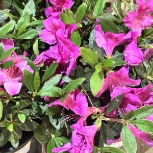 Formosa Azalea Lavender Live Plant Cuttings – 3 Count, 6 Inch Bush, Purple Flowers, Outdoor Shrub - Image 3