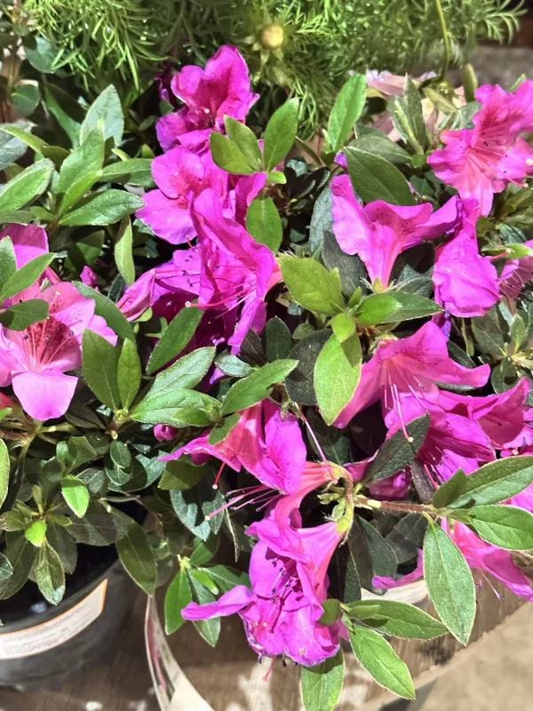 Formosa Azalea Lavender Live Plant Cuttings – 3 Count, 6 Inch Bush, Purple Flowers, Outdoor Shrub - Image 3