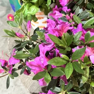 Formosa Azalea Lavender Live Plant Cuttings – 3 Count, 6 Inch Bush, Purple Flowers, Outdoor Shrub - Image 4