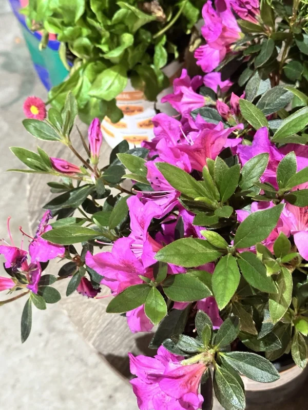 Formosa Azalea Lavender Live Plant Cuttings – 3 Count, 6 Inch Bush, Purple Flowers, Outdoor Shrub - Image 4