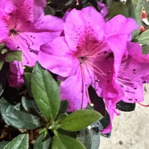 Formosa Azalea Lavender Live Plant Cuttings – 3 Count, 6 Inch Bush, Purple Flowers, Outdoor Shrub - Image 1