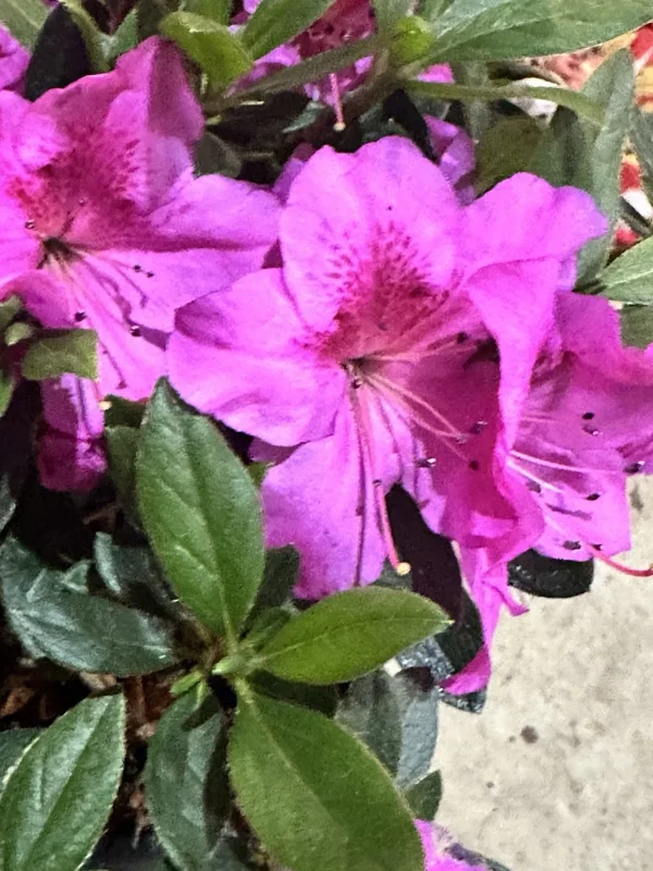Formosa Azalea Lavender Live Plant Cuttings – 3 Count, 6 Inch Bush, Purple Flowers, Outdoor Shrub - Image 1