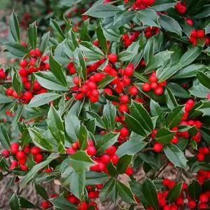 Foster Holly Live Evergreen Tree - 6-12