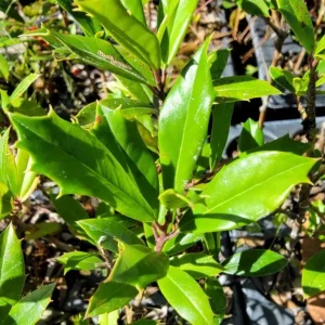 Foster Holly Live Evergreen Tree - 6-12