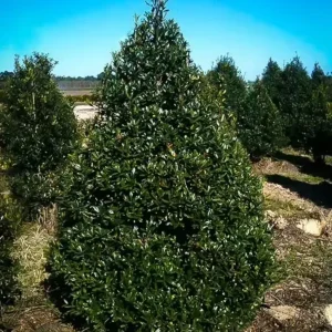 Foster Holly Live Evergreen Tree - 6-12