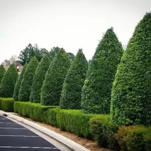 Foster Holly Live Evergreen Tree - 6-12