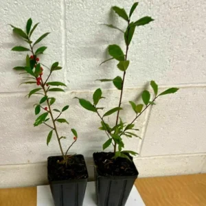 Foster Holly Live Evergreen Tree - 6-12