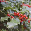 Foster Holly Live Evergreen Tree - 6-12" Tall Seedling, Red Berries, Outdoor - Image 1
