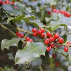 Foster Holly Live Evergreen Tree - 6-12
