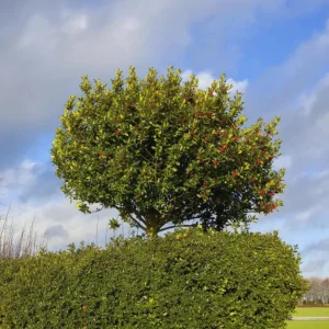 Foster Holly Live Evergreen Tree - 6-12