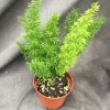 Foxtail Fern Asparagus meyeri Live Plant – Established in 3" Pot – Sun-Loving - Image 1