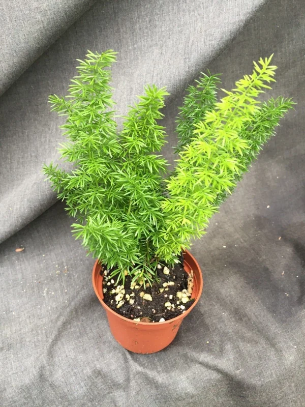 Foxtail Fern Asparagus meyeri Live Plant – Established in 3" Pot – Sun-Loving - Image 1
