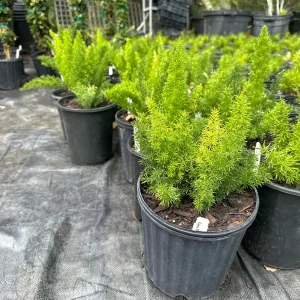 Foxtail Fern Live Plant – 1 Gallon – Asparagus densiflorus Myersii – Outdoor/Indoor - Image 2