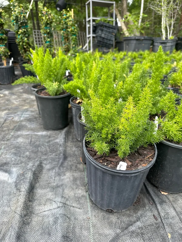 Foxtail Fern Live Plant – 1 Gallon – Asparagus densiflorus Myersii – Outdoor/Indoor - Image 2