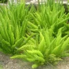 Foxtail Fern Live Plant – 1 Gallon – Asparagus densiflorus Myersii – Outdoor/Indoor - Image 1