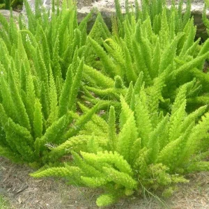 Foxtail Fern Live Plant – 1 Gallon – Asparagus densiflorus Myersii – Outdoor/Indoor - Image 1