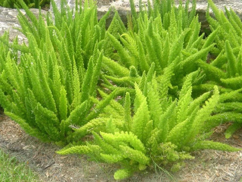 Foxtail Fern Live Plant – 1 Gallon – Asparagus densiflorus Myersii – Outdoor/Indoor - Image 1