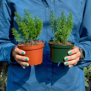 Foxtail Fern Live Plant – Asparagus Densiflorus – 4-inch Pot – Indoor/Outdoor - Image 2