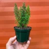 Foxtail Fern Live Plant – Asparagus Densiflorus – 4-inch Pot – Indoor/Outdoor - Image 1