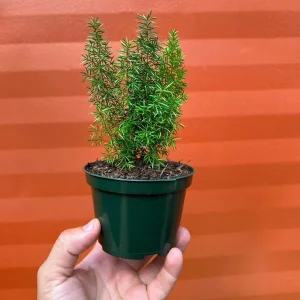 Foxtail Fern Live Plant – Asparagus Densiflorus – 4-inch Pot – Indoor/Outdoor - Image 1