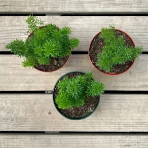 Foxtail Fern Live Plant – Asparagus Densiflorus – 4-inch Pot – Indoor/Outdoor - Image 3
