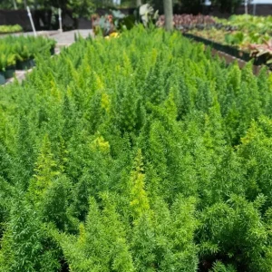 Foxtail Fern Live Plant – Asparagus Densiflorus – 4-inch Pot – Indoor/Outdoor - Image 4