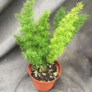 Foxtail Fern Live Plant - Asparagus meyeri - Established in 3" Pot - Sun Tolerant - Image 1