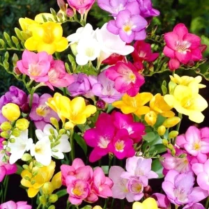 Freesia Single Mix Bulbs - 10 Live Fragrant Flower Bulbs for Garden - Image 2