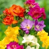 Freesia Single Mix Bulbs - 10 Live Fragrant Flower Bulbs for Garden - Image 1