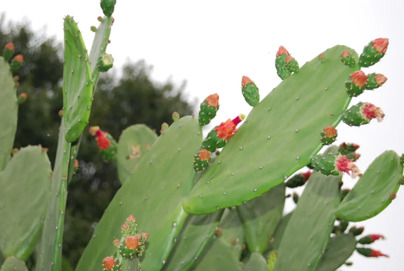 Fresh Edible Cactus Pads Organic Super Food for Reptiles & Pets - 2 Pound - Image 1
