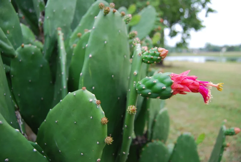 Fresh Edible Cactus Pads Organic Super Food for Reptiles & Pets - 2 Pound - Image 4