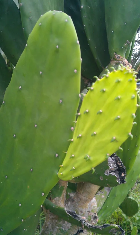 Fresh Prickly Pear Cactus Pads - Edible, Spineless, Thornless - 2 Pound - Image 3