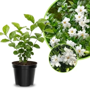 Frostproof Jasmine Live Plant, 4-8 Inches Tall – Fragrant Flower Vine, Outdoor - Image 2