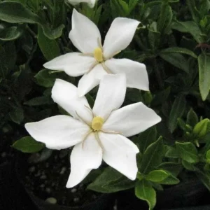 Frostproof Jasmine Live Plant, 4-8 Inches Tall – Fragrant Flower Vine, Outdoor - Image 3