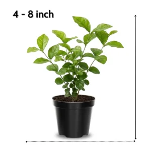 Frostproof Jasmine Live Plant, 4-8 Inches Tall – Fragrant Flower Vine, Outdoor - Image 4