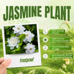 Frostproof Jasmine Live Plant, 4-8 Inches Tall – Fragrant Flower Vine, Outdoor - Image 5