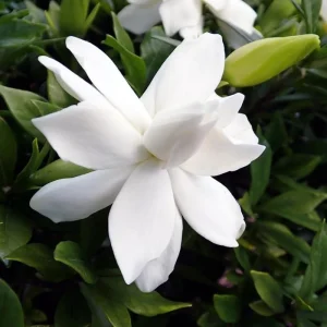 Frostproof Jasmine Live Plant, 4-8 Inches Tall – Fragrant Flower Vine, Outdoor - Image 6