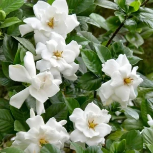 Frostproof Jasmine Live Plant, 4-8 Inches Tall – Fragrant Flower Vine, Outdoor - Image 1