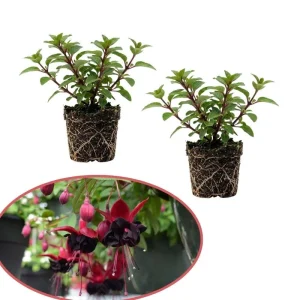 Fuchsia Blacky Live Plant Plug - Two-Tone Blooms for Hanging Baskets - Image 2