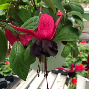 Fuchsia Blacky Live Plant Plug - Two-Tone Blooms for Hanging Baskets - Image 4