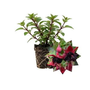 Fuchsia Blacky Live Plant Plug - Two-Tone Blooms for Hanging Baskets - Image 1