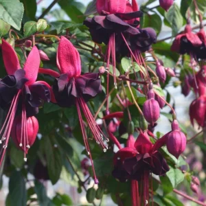 Fuchsia Blacky Live Plant Plug - Two-Tone Blooms for Hanging Baskets - Image 5