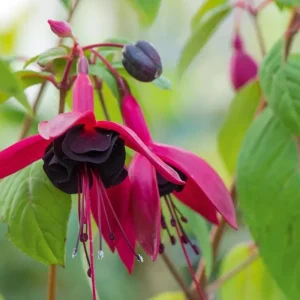 Fuchsia Blacky Live Plant Plug - Two-Tone Blooms for Hanging Baskets - Image 6