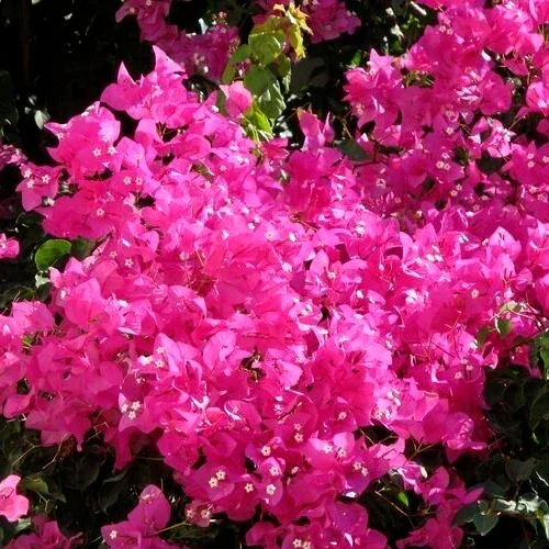 Fuchsia Pink Bougainvillea Live Cuttings - 7 Flower Plant, 6" Unrooted Bush Shrub - Image 2