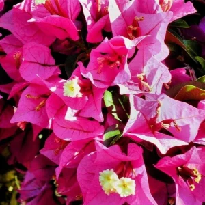 Fuchsia Pink Bougainvillea Live Cuttings - 7 Flower Plant, 6