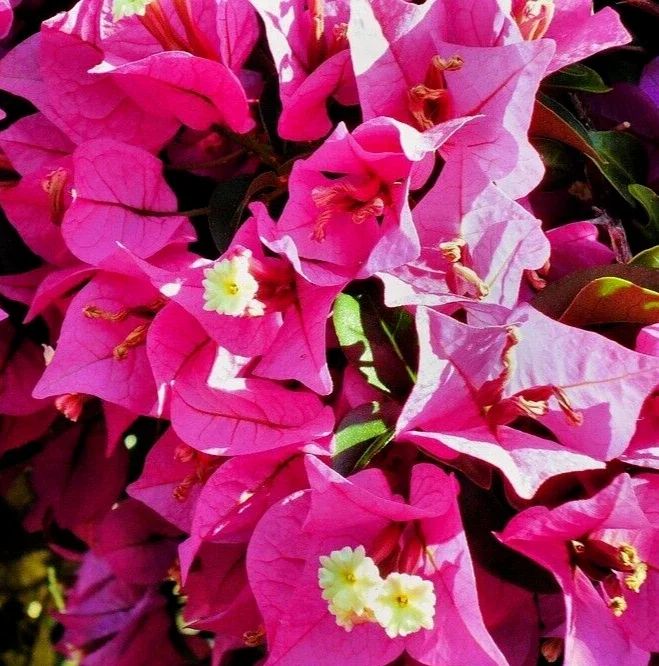 Fuchsia Pink Bougainvillea Live Cuttings - 7 Flower Plant, 6" Unrooted Bush Shrub - Image 3