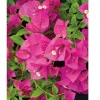 Fuchsia Pink Bougainvillea Live Cuttings - 7 Flower Plant, 6" Unrooted Bush Shrub - Image 1
