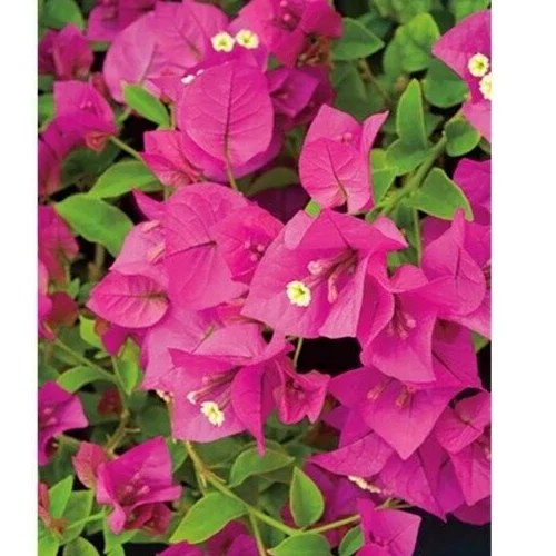 Fuchsia Pink Bougainvillea Live Cuttings - 7 Flower Plant, 6" Unrooted Bush Shrub - Image 1