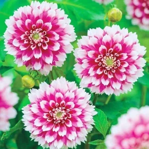 Fuzzy Wuzzy Dahlia Flower Seeds – 25 Count – Perennial Bloom – Outdoor - Image 2